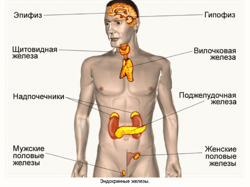 СТАРЕНИЕ начинается с ЭНДОКРИННОЙ СИСТЕМЫ