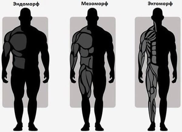 Программы тренировок для каждого типа телосложения
