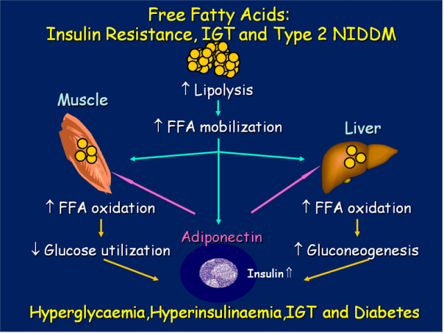 Ключ к пониманию инсулинорезистентности