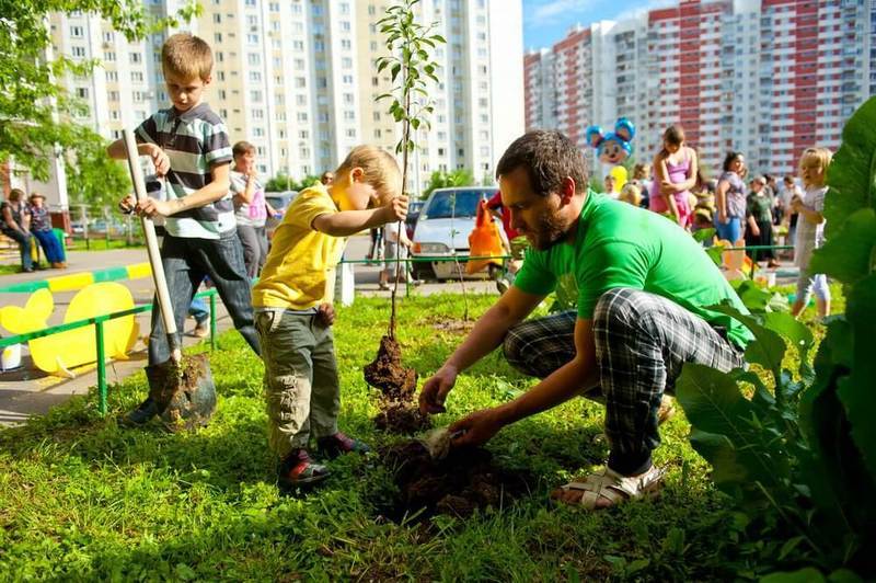 Как правильно сажать деревья в городе 