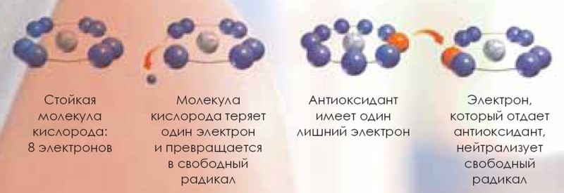 ВАЖНО! Окисление организма: высокая цена свободных радикалов