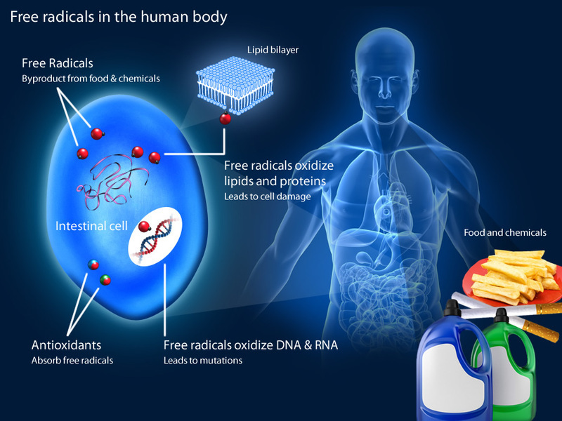 ВАЖНО! Окисление организма: высокая цена свободных радикалов