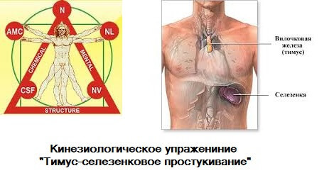 Тимус-селезенковое простукивание — кинезиологическое упражнение для поднятия иммунитета 