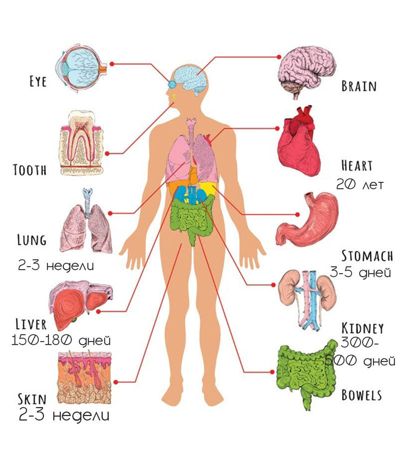Периодичность ОБНОВЛЕНИЯ организма человека