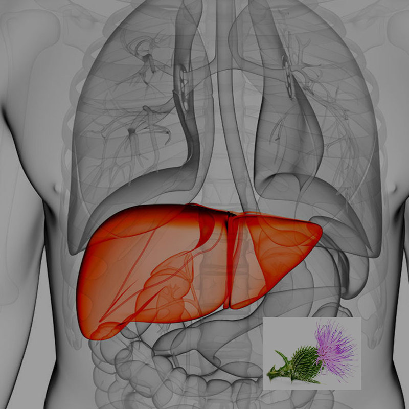 Расторопша: природный целитель печени — способы применения