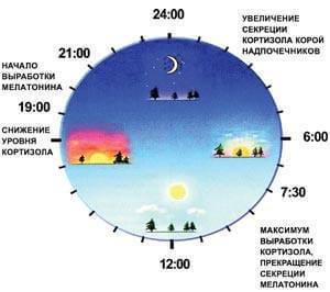 Биологические РИТМЫ: суточные ритмы ОРГАНОВ 