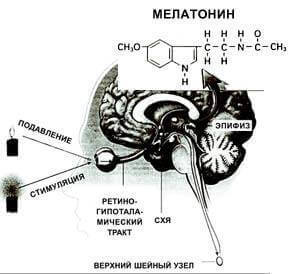 Биологические РИТМЫ: суточные ритмы ОРГАНОВ 