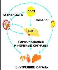 Биологические РИТМЫ: суточные ритмы ОРГАНОВ 