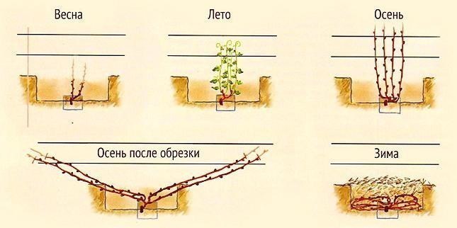 Как правильно формировать виноград в виде веера без штамба 