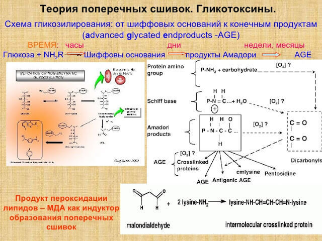 Гликирование и его продукты: Мусор внутри вашего тела