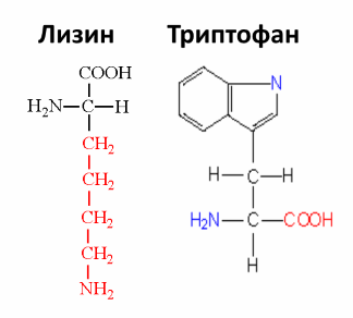 НЕЗАМЕНИМЫЕ аминокислоты: влияние на организм человека