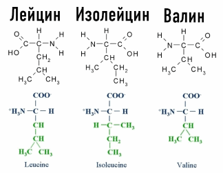 НЕЗАМЕНИМЫЕ аминокислоты: влияние на организм человека