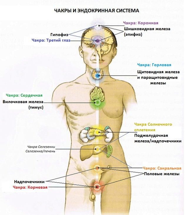 Эндокринные железы — «ДИКТАТОРЫ» СУДЬБЫ