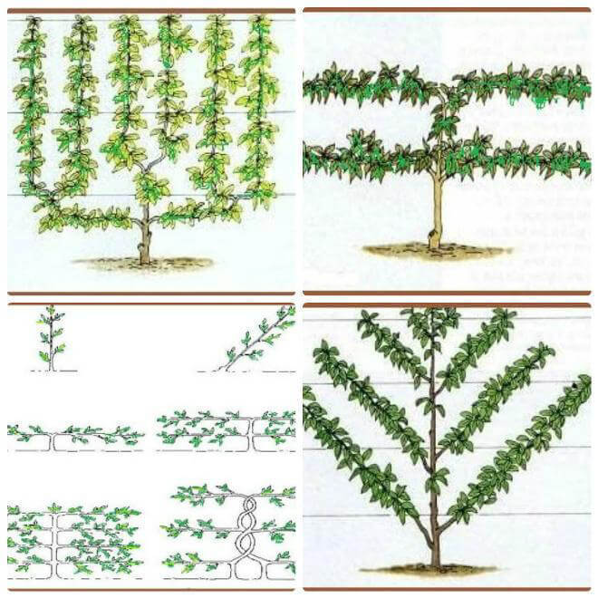 Деревья на шпалере – площадь меньше, урожай больше!