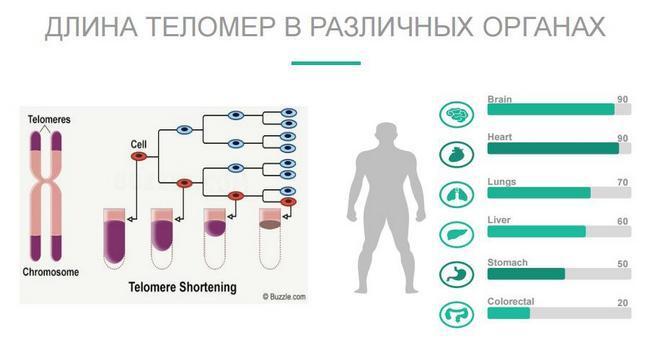 Главная причина ускоренного старения человеческого организма