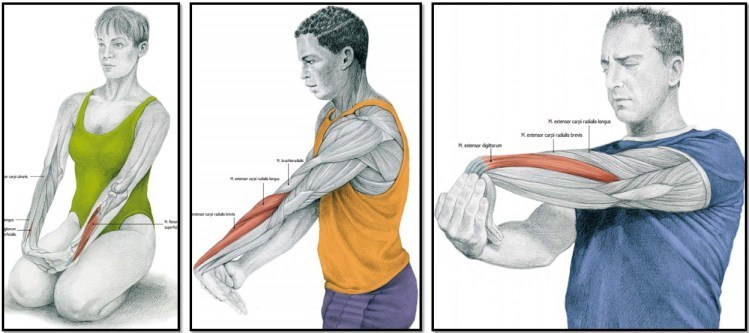 Как правильно растягивать мышцы