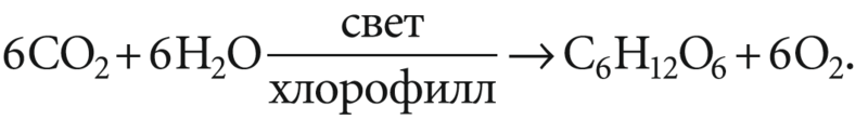 Водоросли как пища и как топливо