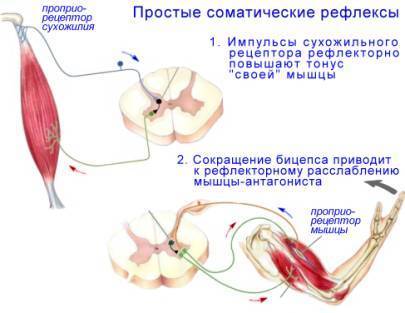 ГИГИЕНА ОСАНКИ: Воспитание и Коррекция