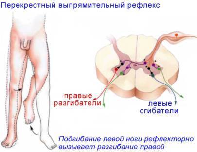 ГИГИЕНА ОСАНКИ: Воспитание и Коррекция