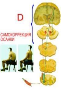 ГИГИЕНА ОСАНКИ: Воспитание и Коррекция