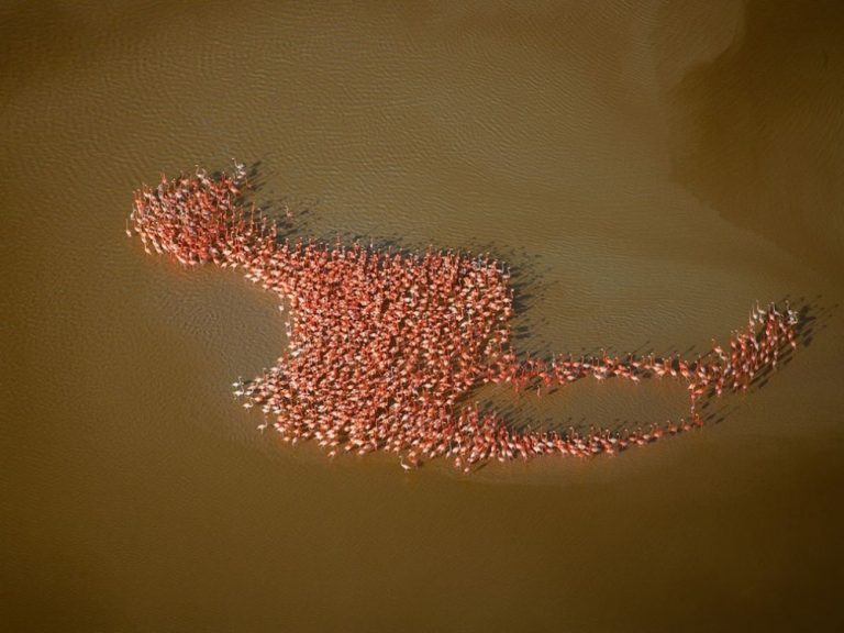  Морфогенное поле: Квантовая теория сознания Руперта Шелдрейка