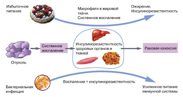 Когда инсулинорезистентность бывает полезна: от иммунитета до крепкого сна