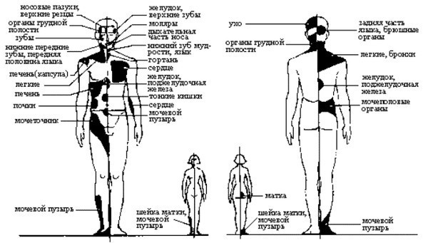 Зоны Захарьина-Геда: проекции внутренних органов на коже