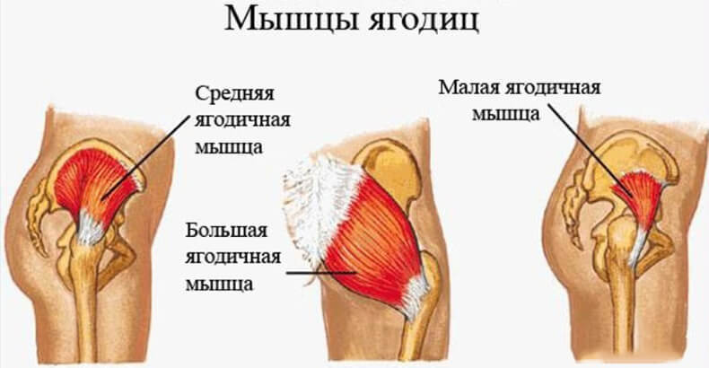 Анатомия ягодичных мышц, как подтянуть ягодицы и сделать попу упругой