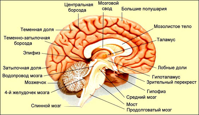 Простукивание тимуса и еще 7 омолаживающих упражнений для желез