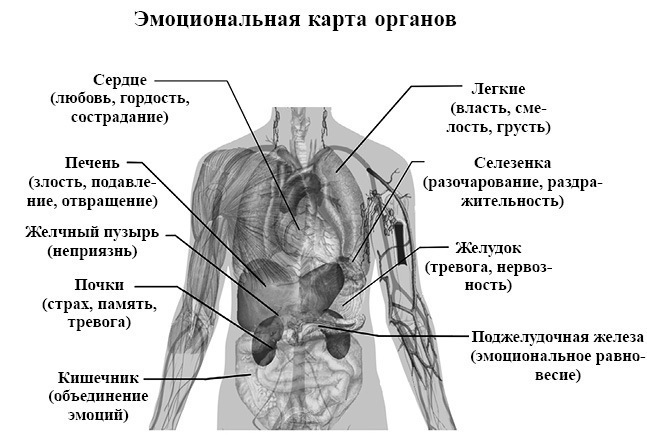 Эмоциональная карта органов