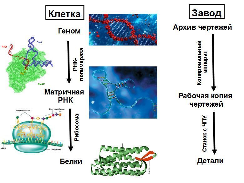 Внутриклеточная автоматика из ДНК и белков