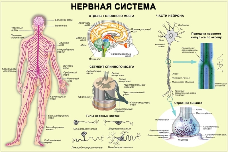 Как восстановить нервную систему