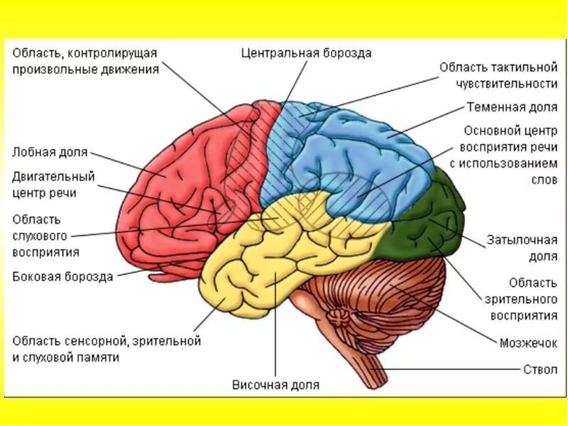 Эти знания очень важны для родителей! Возрастные этапы созревания мозга