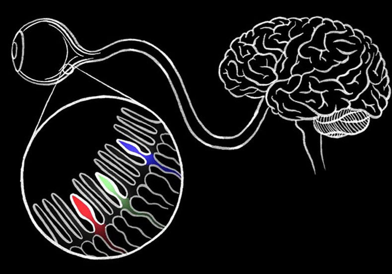Почему человек не может различать цвета в темноте