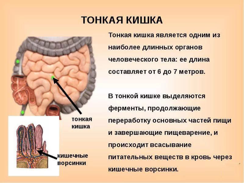 Синдром «текущей кишки» — одна из причин гормонального дисбаланса