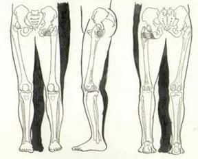 Ассиметрии в строении тела человека