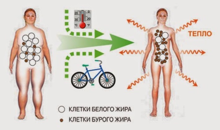 Бурый жир помогает регулировать уровень сахара в крови