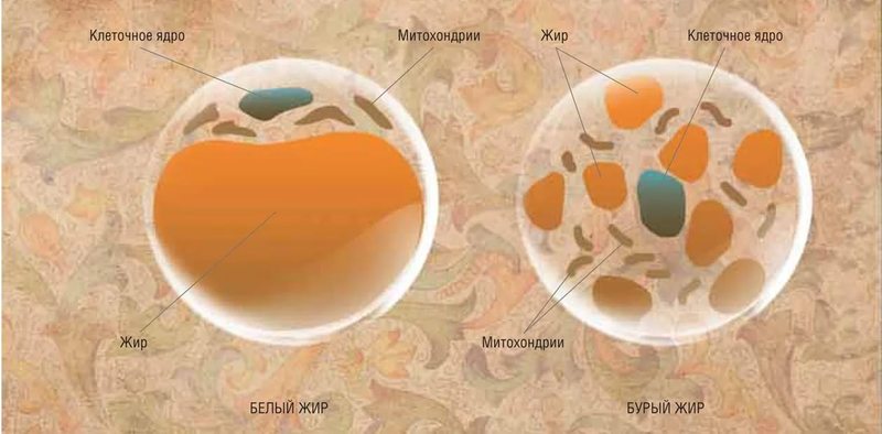 Бурый жир помогает регулировать уровень сахара в крови