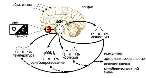 Температурный ритм нашего организма: понять и использовать