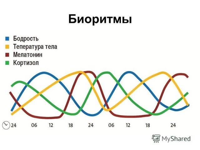 Температурный ритм нашего организма: понять и использовать