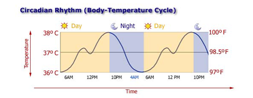 Температурный ритм нашего организма: понять и использовать