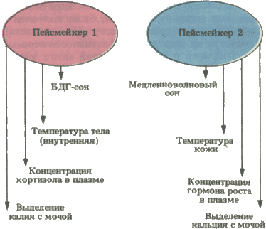 Температурный ритм нашего организма: понять и использовать