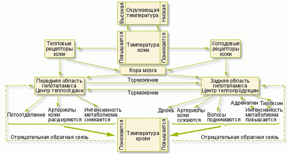 Температурный ритм нашего организма: понять и использовать