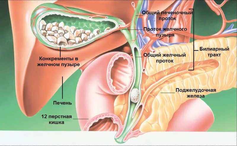 Желчный пузырь — дирижер работы внутренних органов