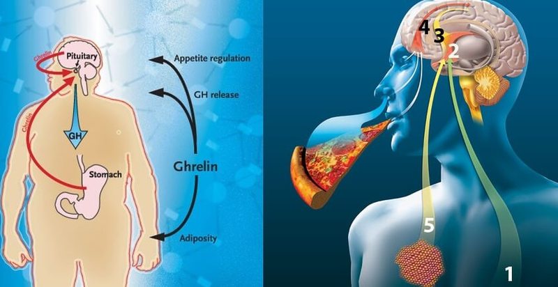 Гормон голода грелин: как мысли могут управлять желудком!
