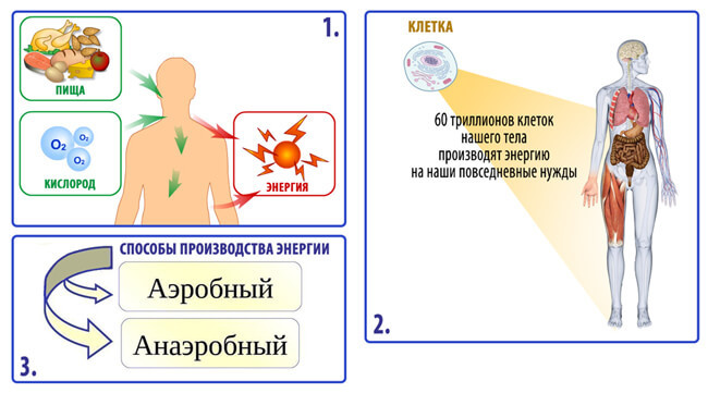 Иммунолог Тору Або: 2 причины ВСЕХ болезней