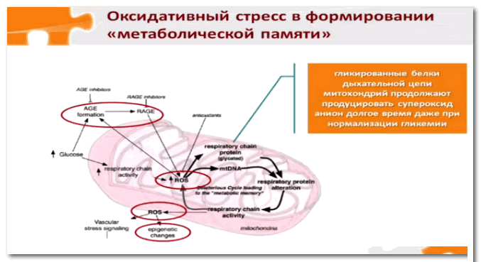 Метаболическая память и старение