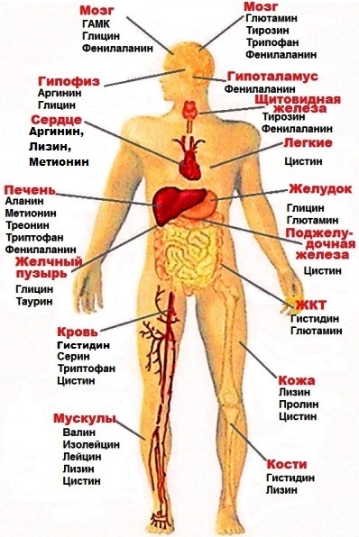 Влияние аминокислот на организм человека