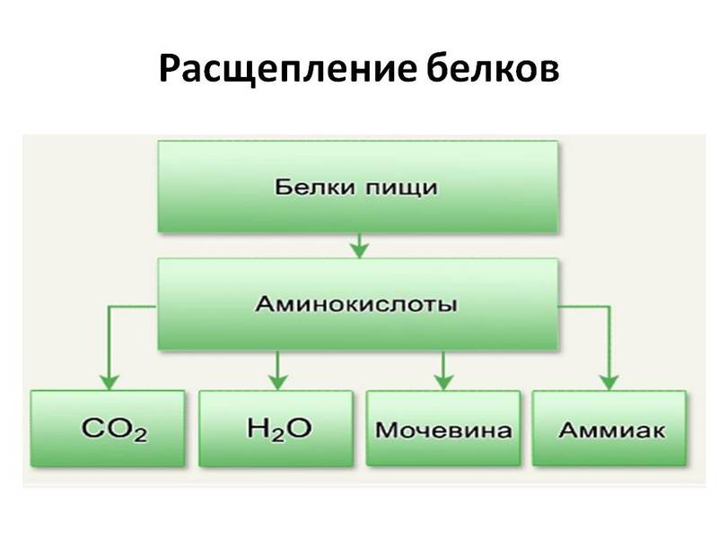 Влияние аминокислот на организм человека