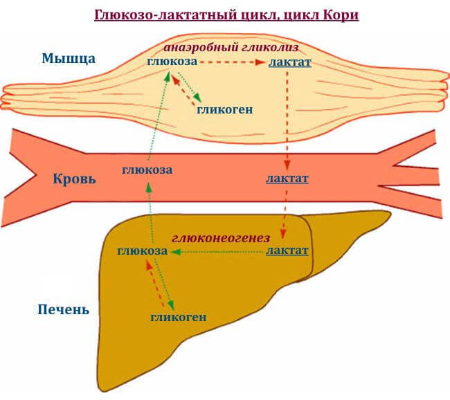 7 фактов о молочной кислоте